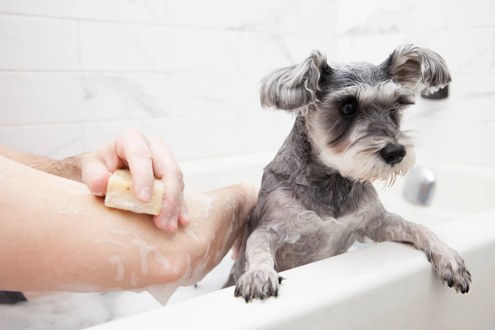 Animals Matter® Organic Companion Dog Soap Bar®