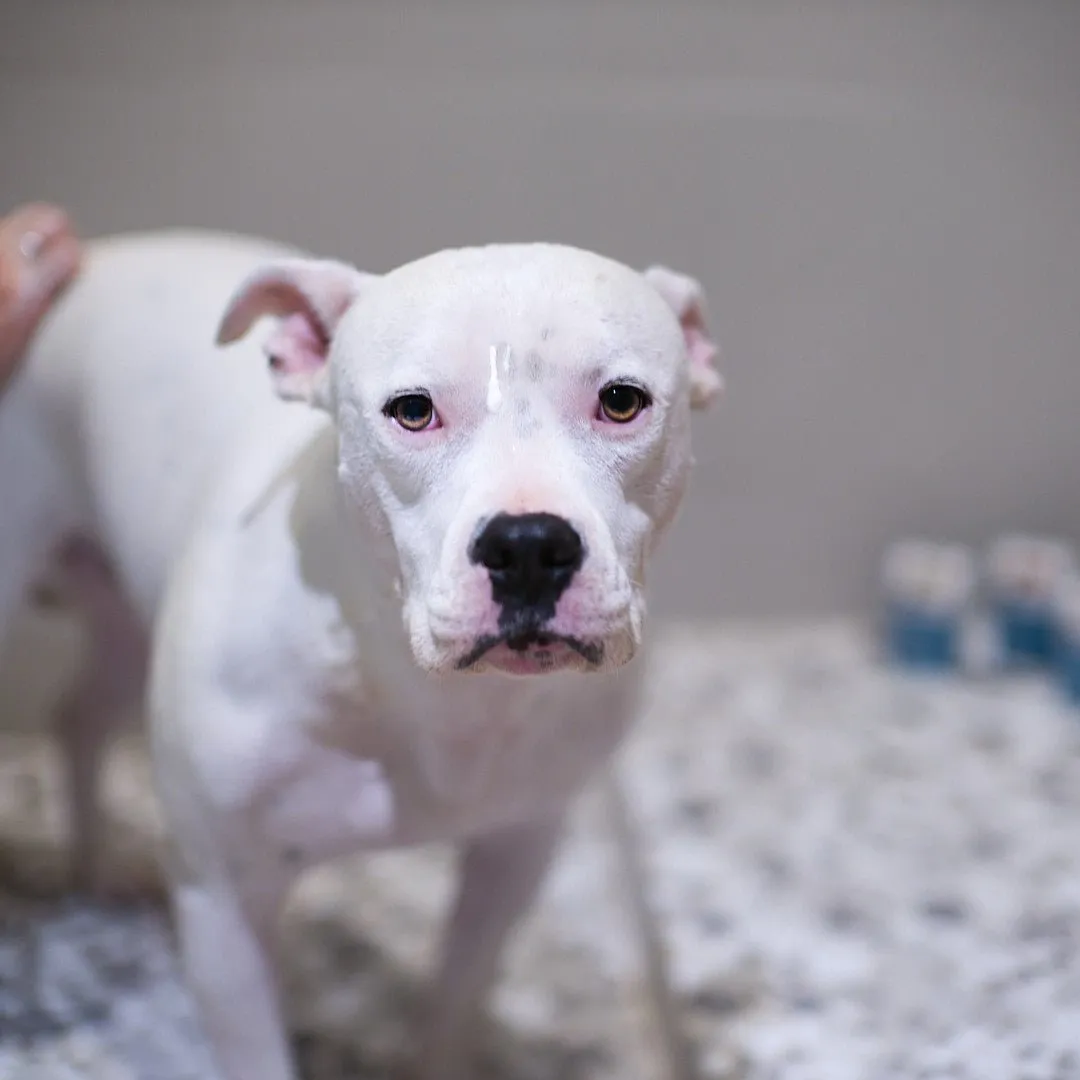 Animals Matter® Organic Companion Dog Soap Bar®