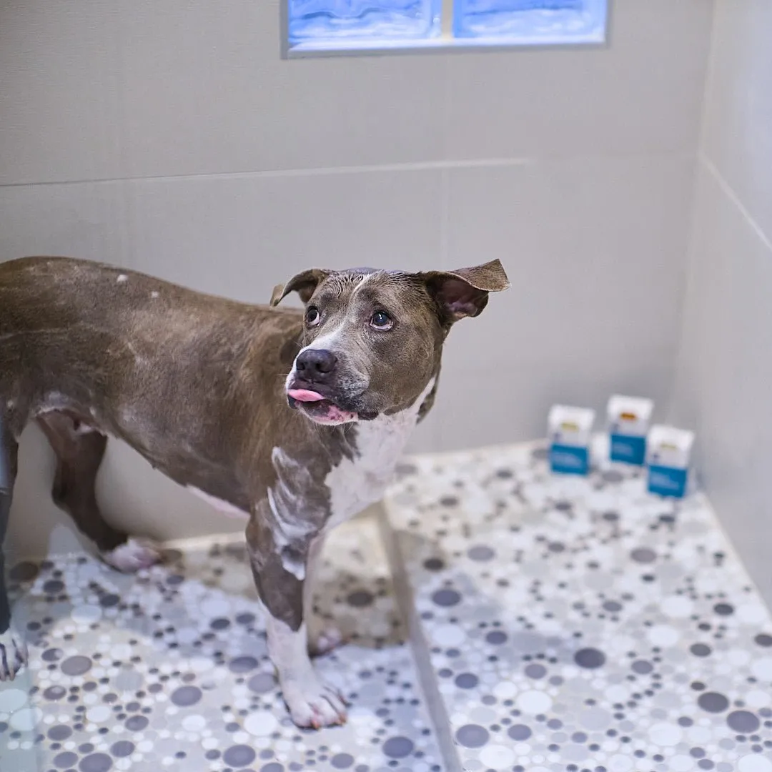 Animals Matter® Organic Companion Dog Soap Bar®