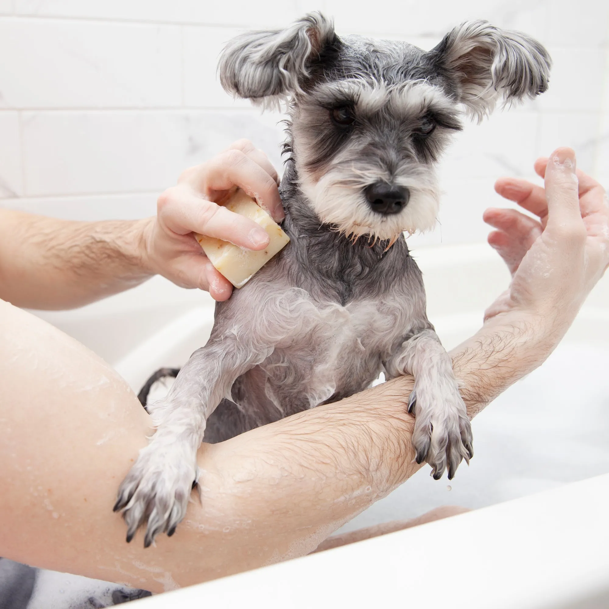 Animals Matter® Organic Companion Dog Soap Bar®