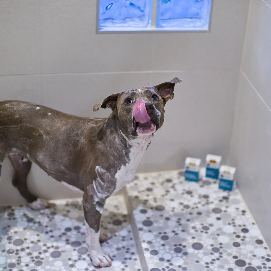 Animals Matter® Organic Companion Dog Soap Bar®