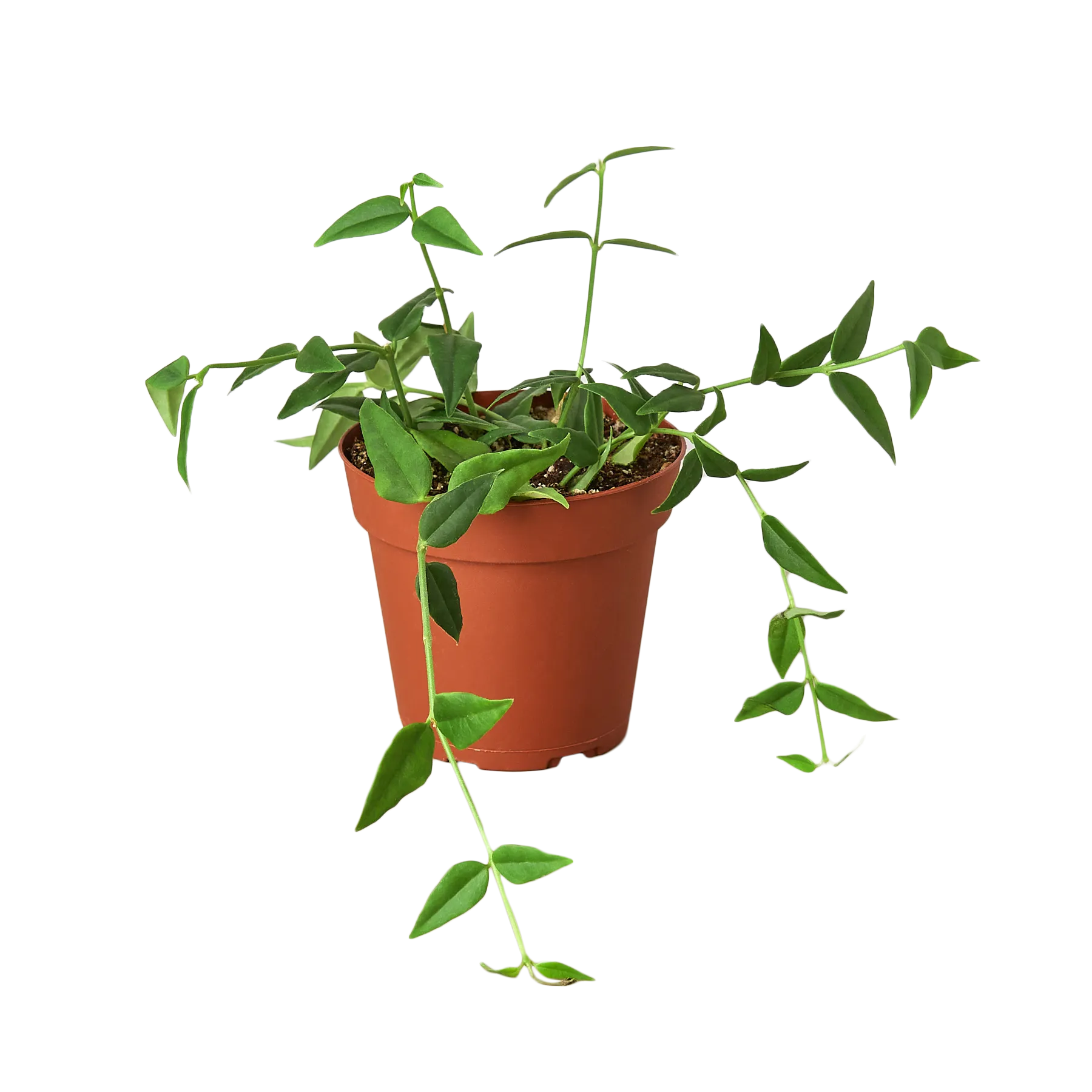 Hoya Bella-4" Pot