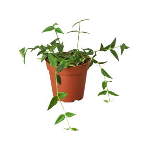 Hoya Bella-4" Pot