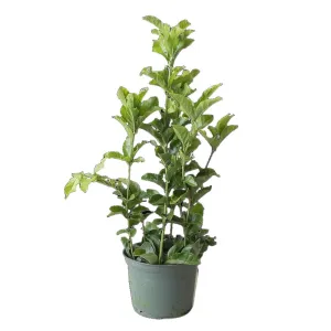 Jasmine Grand Duke 6 Inch Pot