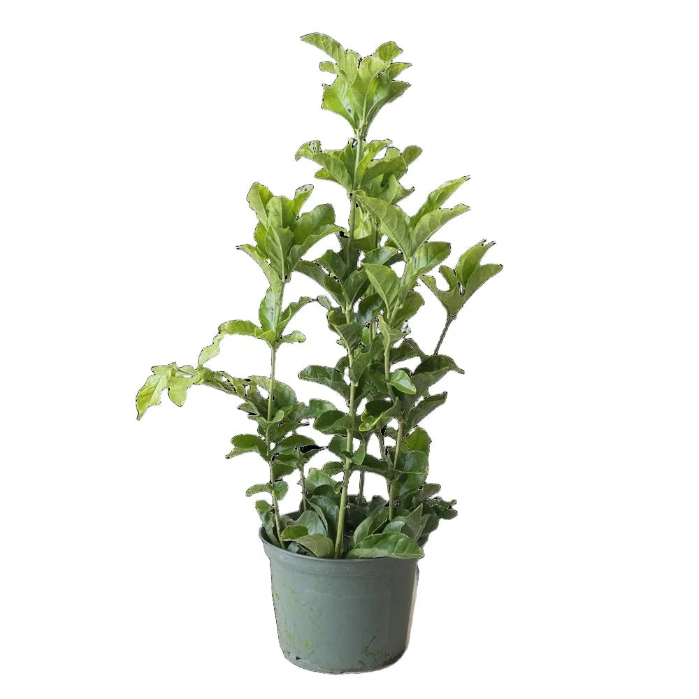 Jasmine Grand Duke 6 Inch Pot