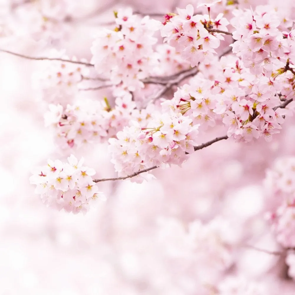 L'Occitane Cherry Blossom & Lychee Hand Cream 30ml