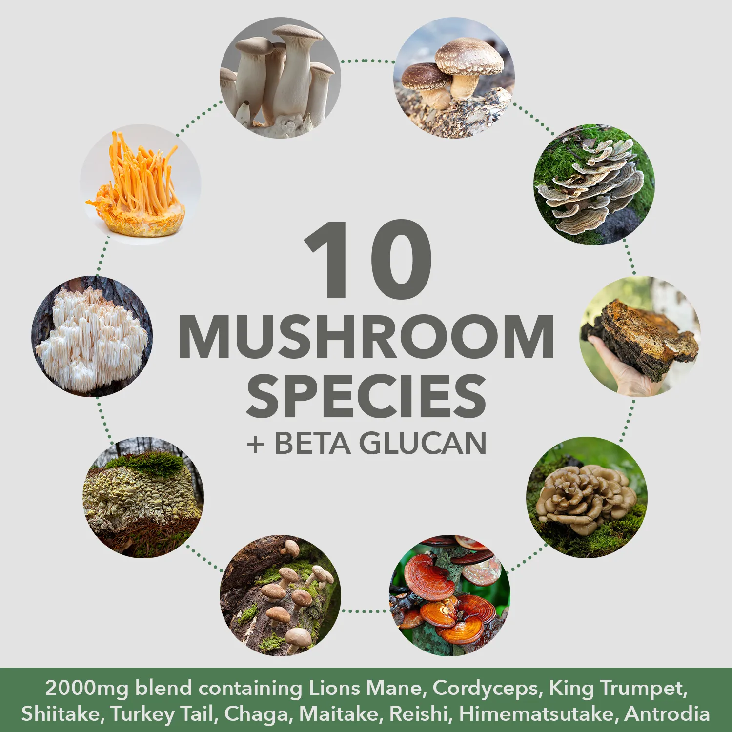 Mushrooms   Protein Powder - Save 20%