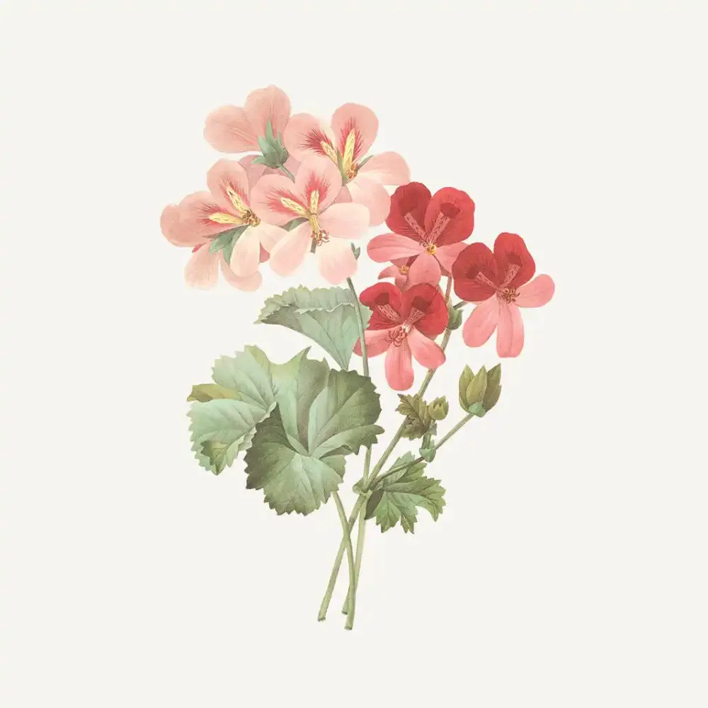 South of France Rose Geranium Soap